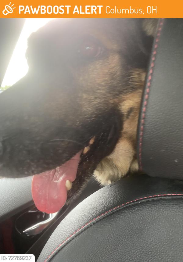 Found/Stray Unknown Dog last seen Off 104 on South High by Walgreens, Columbus, OH 43207