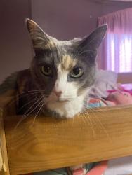 Lost Female Cat last seen Gravely road , Kingsport, TN 37660