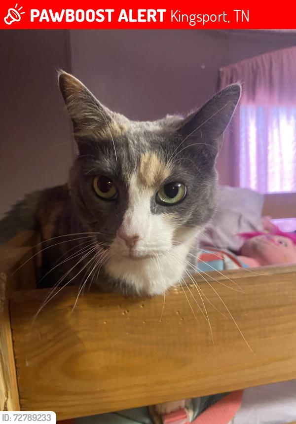 Lost Female Cat last seen Gravely road , Kingsport, TN 37660