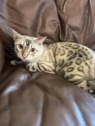 Lost Female Cat last seen buttercup , Encinitas, CA 92024