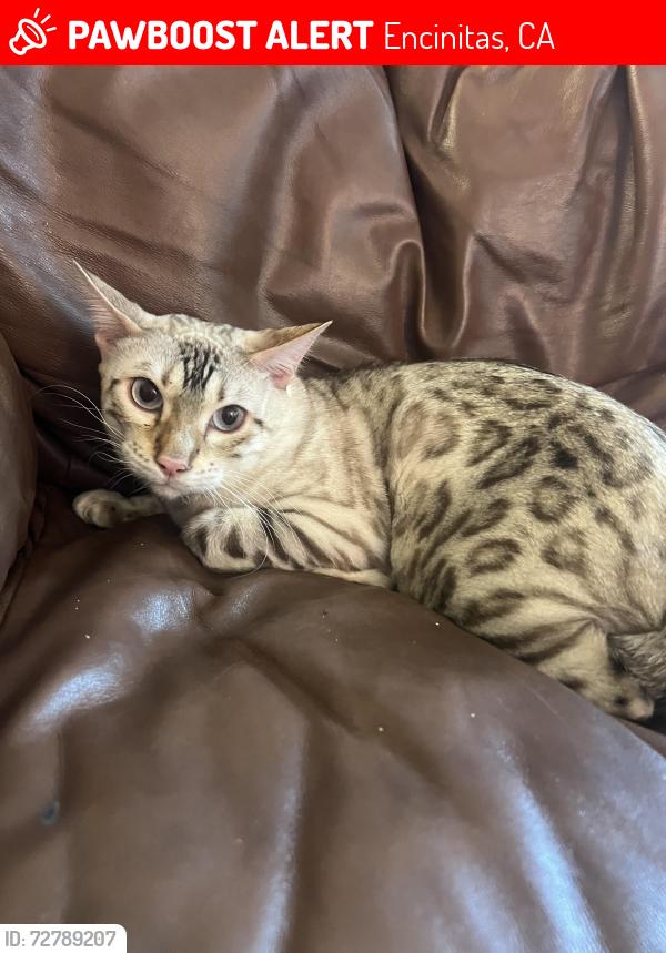 Lost Female Cat last seen buttercup , Encinitas, CA 92024