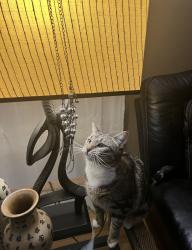 Lost Female Cat last seen Marchant Stratford , Stratford, CT 06614