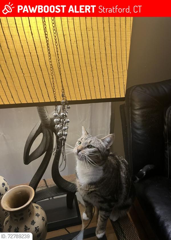 Lost Female Cat last seen Marchant Stratford , Stratford, CT 06614