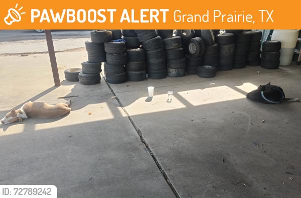 Found/Stray Male Dog last seen Prairie Lakes Gold Course, Grand Prairie, TX 75052