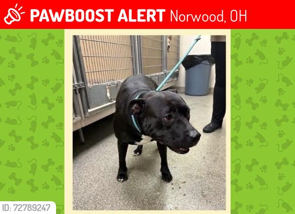 Lost Female Dog last seen Warren ave and worth ave, Norwood, OH 45212