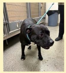 Lost Female Dog last seen Warren ave and worth ave, Norwood, OH 45212