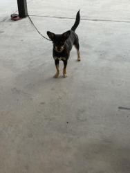 Lost Female Dog last seen Sunny circle dr, Mission, TX 78574
