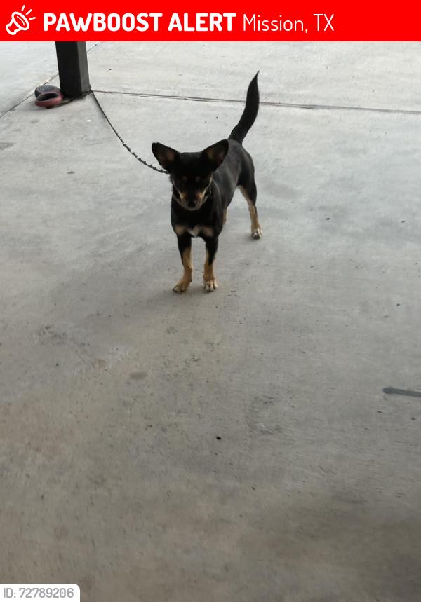 Lost Female Dog last seen Sunny circle dr, Mission, TX 78574