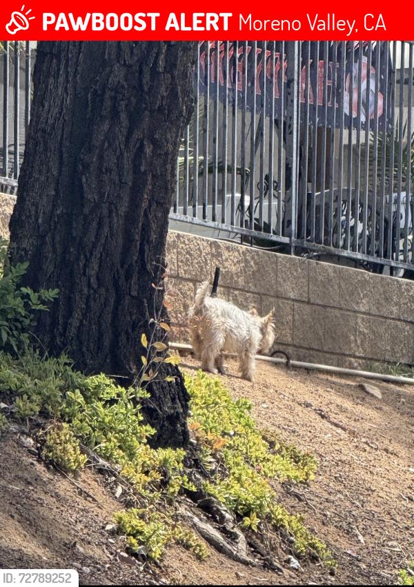Lost Unknown Dog last seen Pigeon pass road / Sunnymead ranch parkway, Moreno Valley, CA 92557