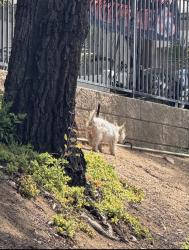 Lost Unknown Dog last seen Pigeon pass road / Sunnymead ranch parkway, Moreno Valley, CA 92557