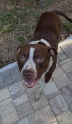 Found/Stray Male Dog last seen Max Leggett Pkwy and Owens Rd, Jacksonville, FL 32218