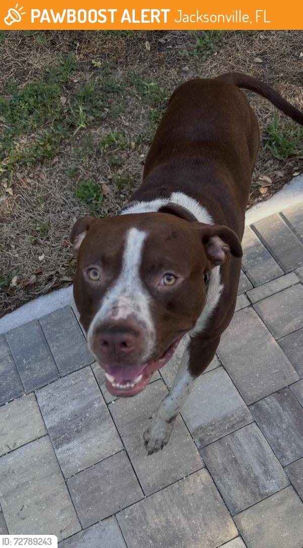 Found/Stray Male Dog last seen Max Leggett Pkwy and Owens Rd, Jacksonville, FL 32218
