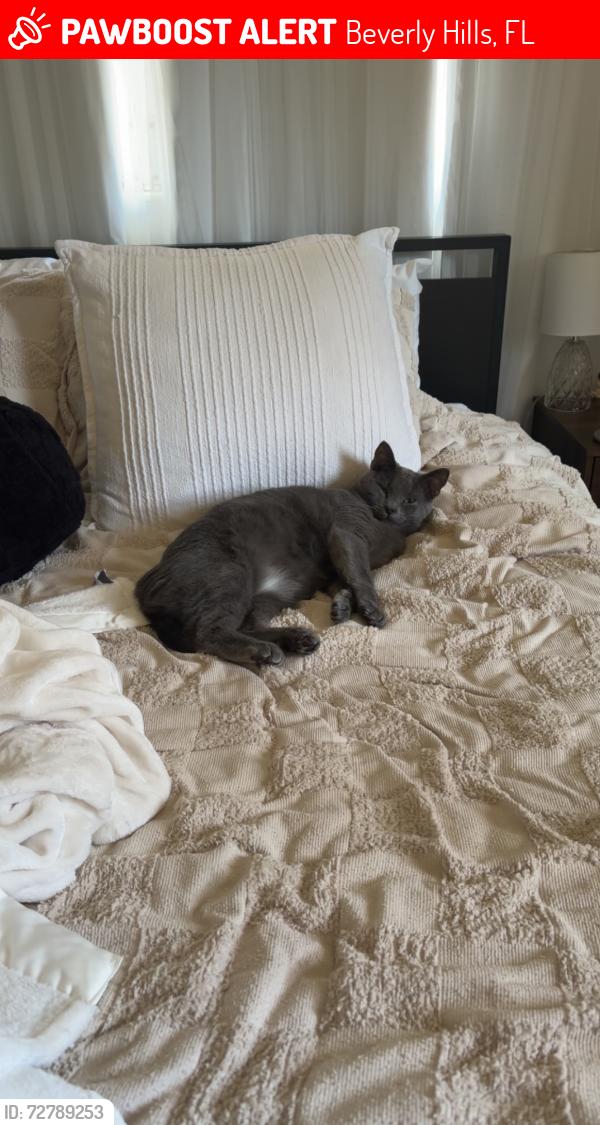Lost Male Cat last seen Plaza street Beverly Hills, Beverly Hills, FL 34465