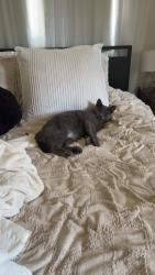 Lost Male Cat last seen Plaza street Beverly Hills, Beverly Hills, FL 34465