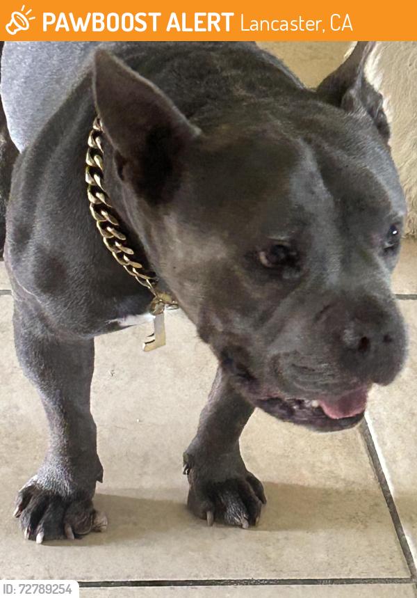 Found/Stray Male Dog last seen East ave J6, Lancaster, CA 93535