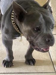 Found/Stray Male Dog last seen East ave J6, Lancaster, CA 93535