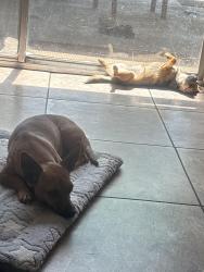 Found/Stray Female Dog last seen Pacheco, Bakersfield, CA 93304