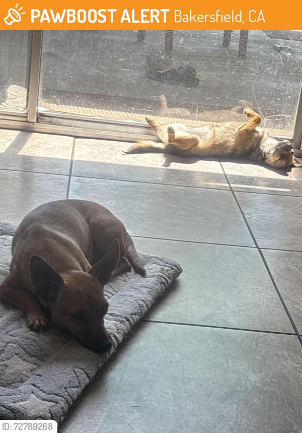 Found/Stray Female Dog last seen Pacheco, Bakersfield, CA 93304