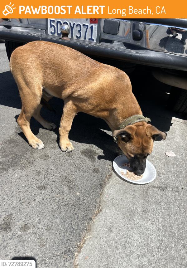 Found/Stray Male Dog last seen Tanaka park, Long Beach, CA 90810