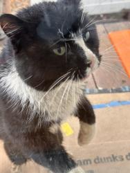 Found/Stray Unknown Cat last seen Westervelt avenue, between  Taft Ave and Layton Ave, Staten Island NY 10301, Staten Island, NY 10301