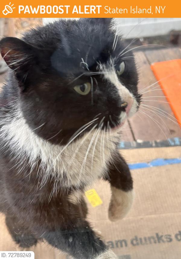 Found/Stray Unknown Cat last seen Westervelt avenue, between  Taft Ave and Layton Ave, Staten Island NY 10301, Staten Island, NY 10301