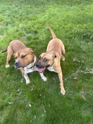 Found/Stray Male Dog last seen Marshall Ave , Pittsburgh, PA 15214