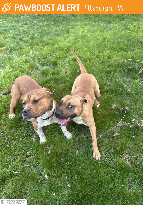 Found/Stray Male Dog last seen Marshall Ave , Pittsburgh, PA 15214