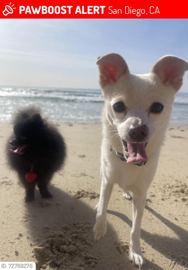 Lost Male Dog last seen Dog Beach, San Diego, CA 92110