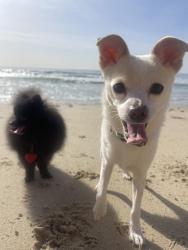 Lost Male Dog last seen Dog Beach, San Diego, CA 92110