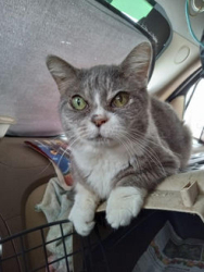 Lost Female Cat last seen The Boulevard Mall parking lot at 3528 Maryland Pkwy cross streets Twain & Katie Las Vegas 89169, Las Vegas, NV 89169