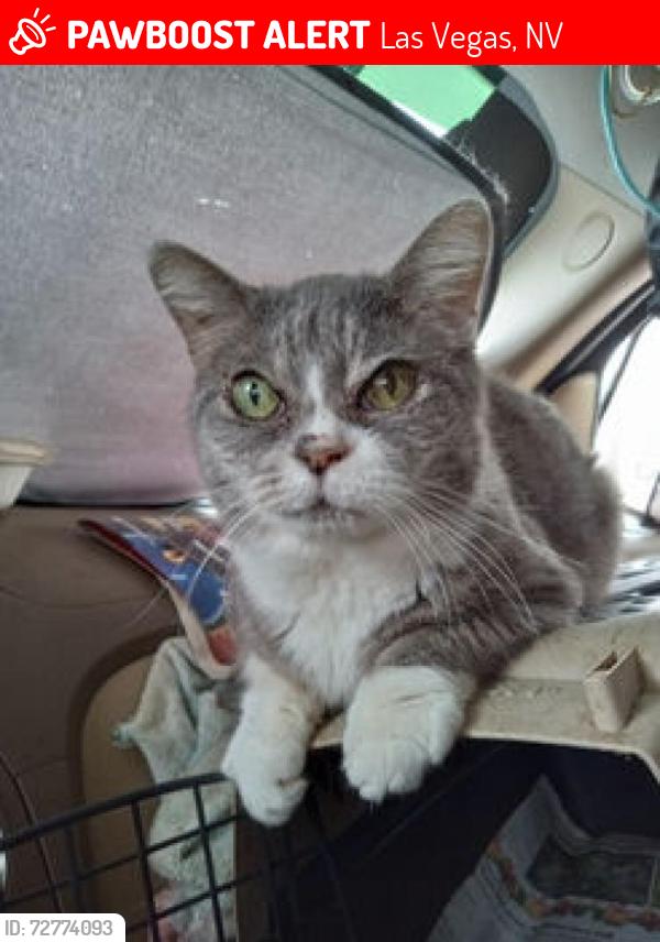 Lost Female Cat last seen The Boulevard Mall parking lot at 3528 Maryland Pkwy cross streets Twain & Katie Las Vegas 89169, Las Vegas, NV 89169