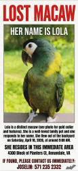 Lost Female Bird last seen Duncan , Wakefield, VA 22003