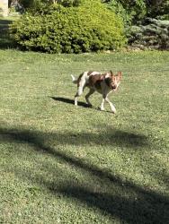 Found/Stray Male Dog last seen Near Bass Rd , Chattanooga, TN 37421