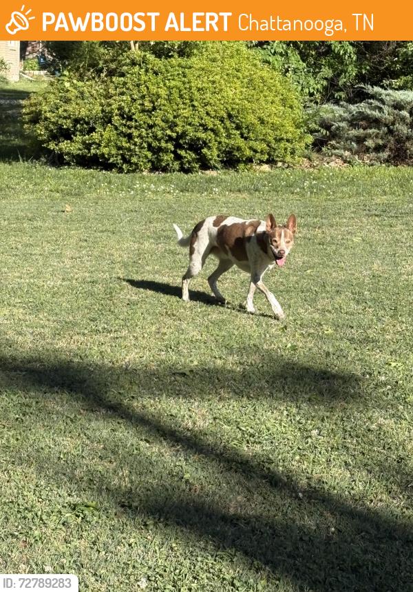 Found/Stray Male Dog last seen Near Bass Rd , Chattanooga, TN 37421