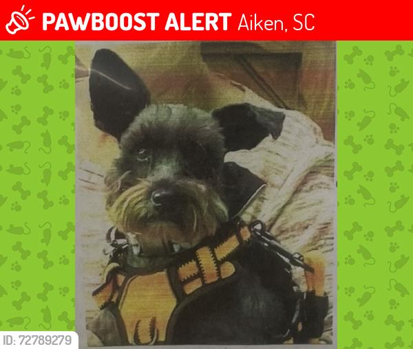 Lost Female Dog last seen Aiken sc 29803, Aiken, SC 29803