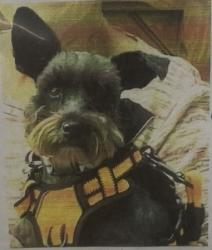 Lost Female Dog last seen Aiken sc 29803, Aiken, SC 29803