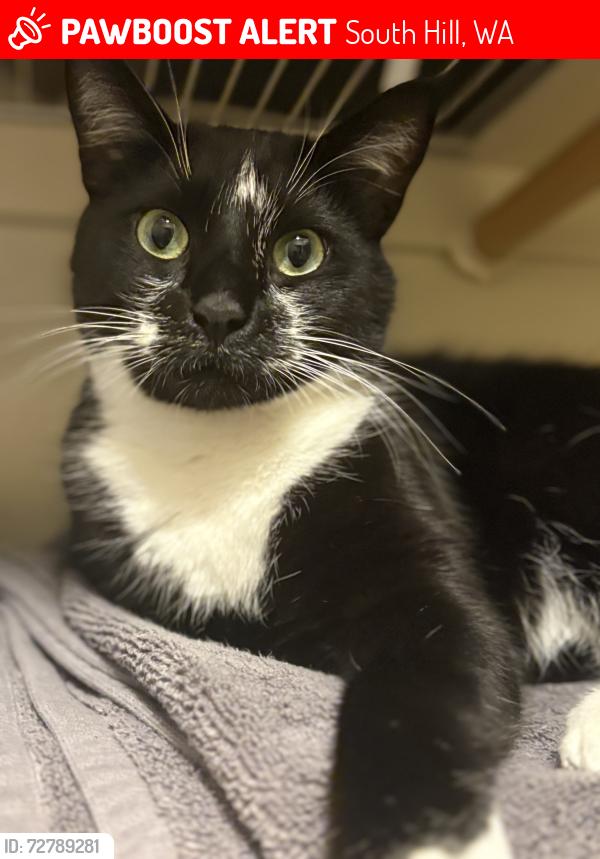 Lost Male Cat last seen Gem Heights & Carson Elemntary, South Hill, WA 98375