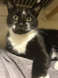 Lost Male Cat last seen Gem Heights & Carson Elemntary, South Hill, WA 98375