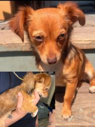 Lost Female Dog last seen Near Ferris St Dallas, TX  75226 United States, Dallas, TX 75226