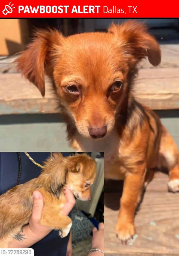 Lost Female Dog last seen Near Ferris St Dallas, TX  75226 United States, Dallas, TX 75226