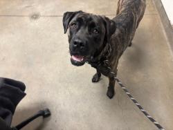 Shelter Stray Female Dog last seen , 14409 Vanowen St, Van Nuys, CA 91405, USA