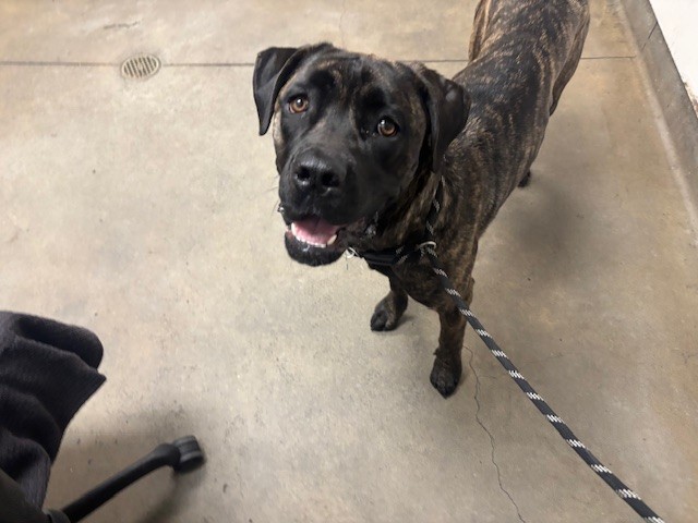 Shelter Stray Female Dog last seen , 14409 Vanowen St, Van Nuys, CA 91405, USA