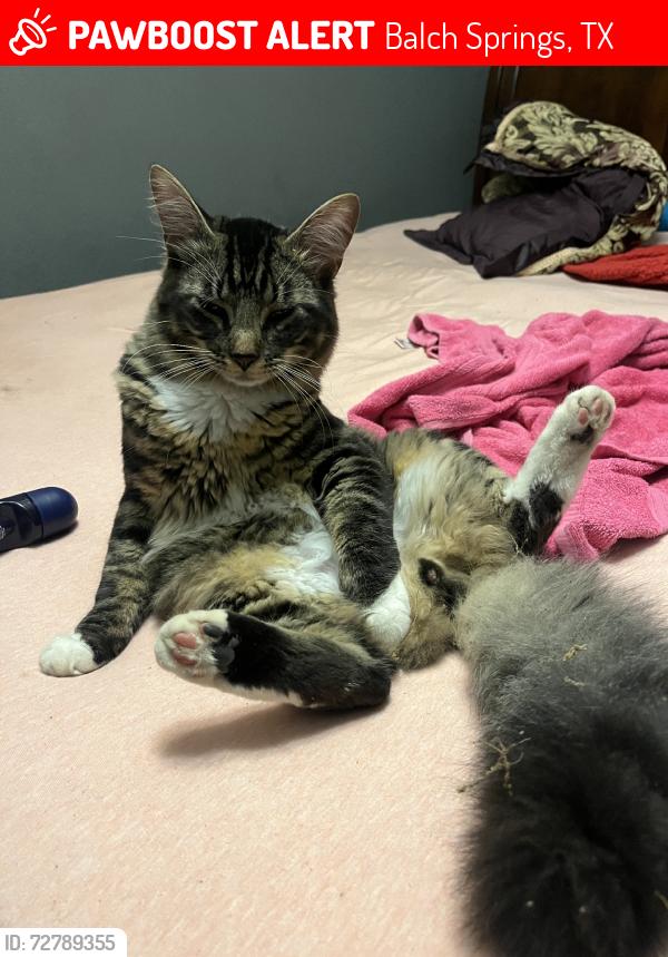 Lost Male Cat last seen Hickory tree balch springs, Balch Springs, TX 75180
