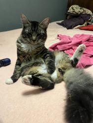 Lost Male Cat last seen Hickory tree balch springs, Balch Springs, TX 75180
