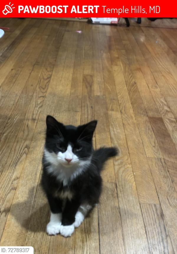 Lost Male Cat last seen Temple hills, Temple Hills, MD 20748