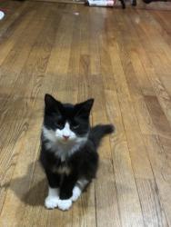 Lost Male Cat last seen Temple hills, Temple Hills, MD 20748