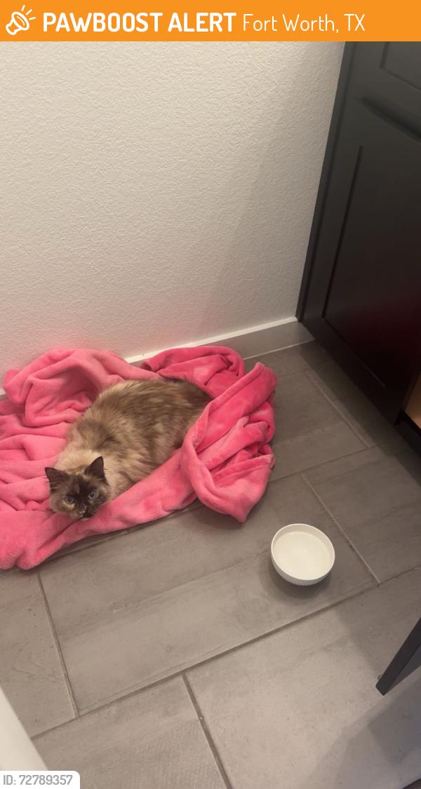 Found/Stray Unknown Cat last seen TCU baseball , Fort Worth, TX 76109