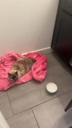 Found/Stray Unknown Cat last seen TCU baseball , Fort Worth, TX 76109