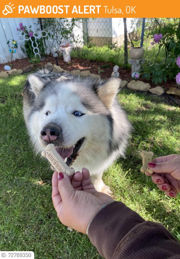 Found/Stray Unknown Dog last seen south 30th west ave , Tulsa, OK 74107