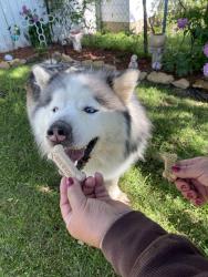 Found/Stray Unknown Dog last seen south 30th west ave , Tulsa, OK 74107